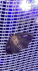 Perispasta caeculalis