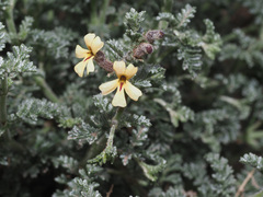 Jamesbrittenia pristisepala