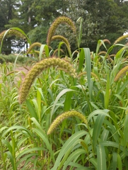Setaria