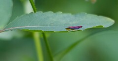 Graphocephala coccinea