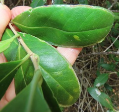 Tricalysia sonderiana