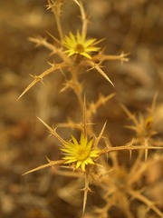 Cardueae