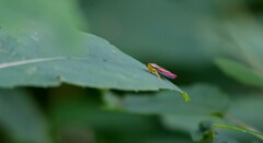 Graphocephala coccinea