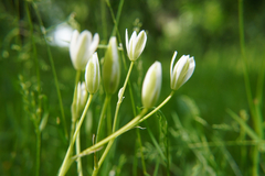 Ornithogalum umbellatum