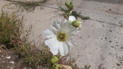 Alcea rosea