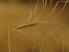 Taeniatherum