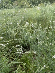 Oenothera lindheimeri