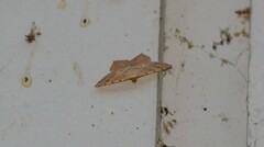 Digrammia ocellinata