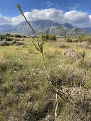 Leucadendron chamelaea