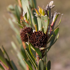 Leucadendron chamelaea