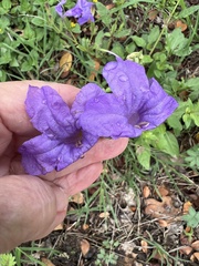 Ruellia