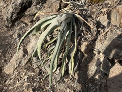 Agave sobria