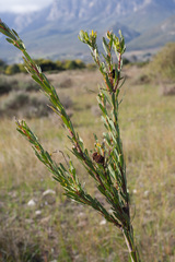 Leucadendron chamelaea