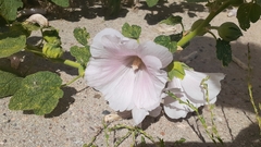 Alcea rosea
