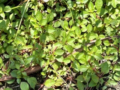 Ludwigia palustris