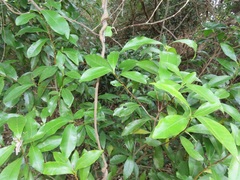 Peddiea africana