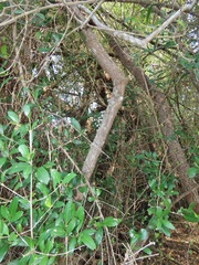 Tricalysia sonderiana