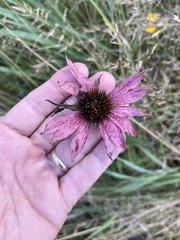 Echinacea purpurea