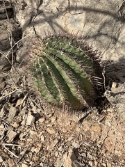Ferocactus