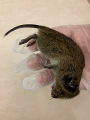 Microtus pennsylvanicus