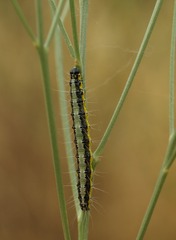 Uresiphita gilvata