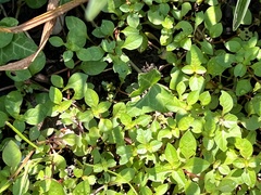 Ludwigia palustris