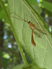Enicospilus
