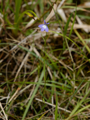 Lobelia kalmii