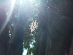 Gasteracantha cancriformis
