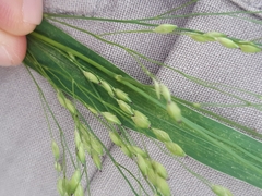 Panicum capillare