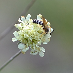 Halictus scabiosae