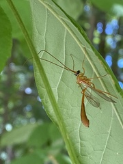 Enicospilus