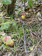 Boletus sensibilis