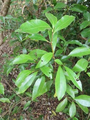 Peddiea africana