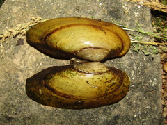 Unio pictorum