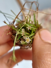 Eriocaulon xeranthemum