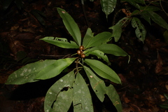 Carapichea ligularis