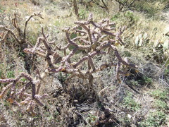 Cylindropuntia thurberi versicolor