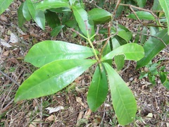 Peddiea africana