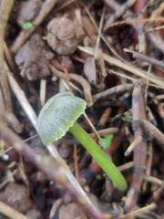 Gliophorus
