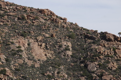 Aloidendron dichotomum