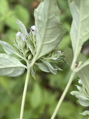 Pycnanthemum albescens