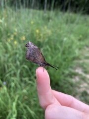 Libytheana carinenta