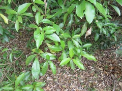 Peddiea africana