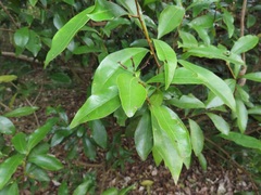 Peddiea africana