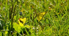 Colias philodice