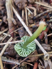 Gliophorus