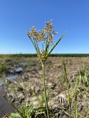 Cyperus esculentus