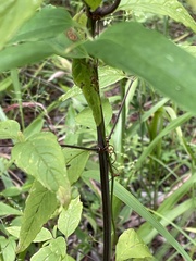 Pycnanthemum albescens