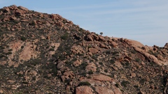 Aloidendron dichotomum